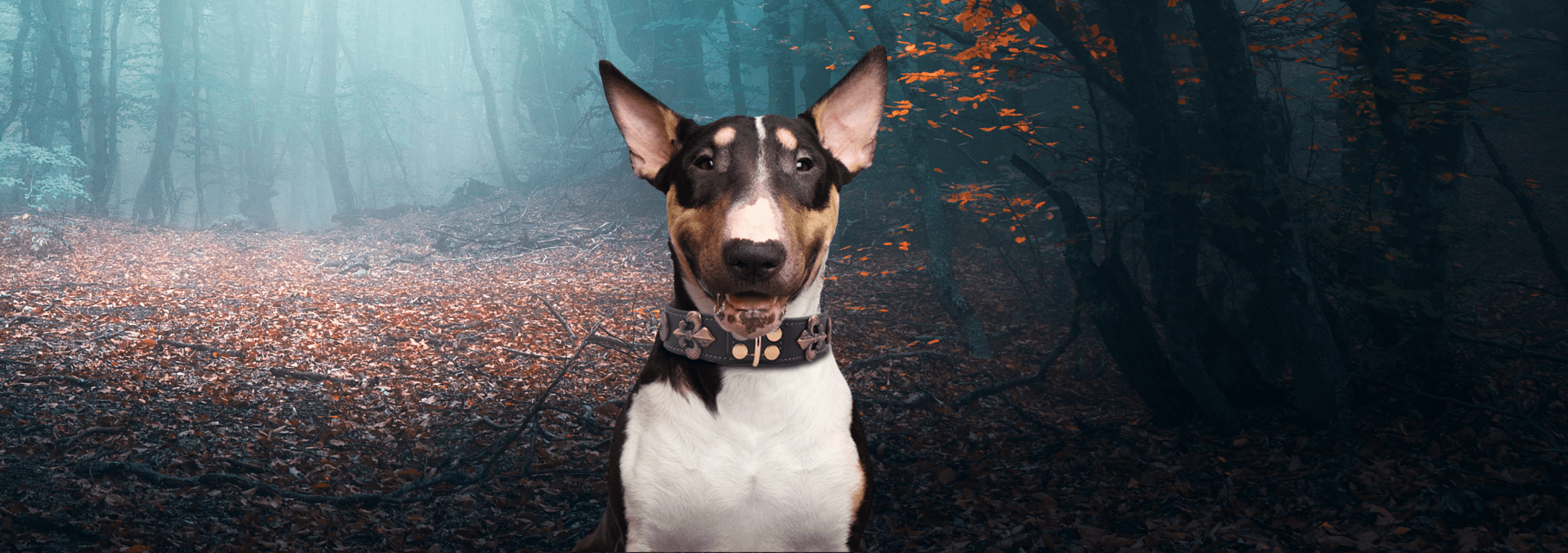 Luxus halsband hund - Die qualitativsten Luxus halsband hund verglichen