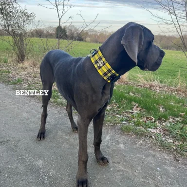 Deutsche Dogge mit breitem Hundehalsband
