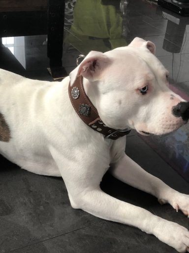 Dogo Argentino Halsband