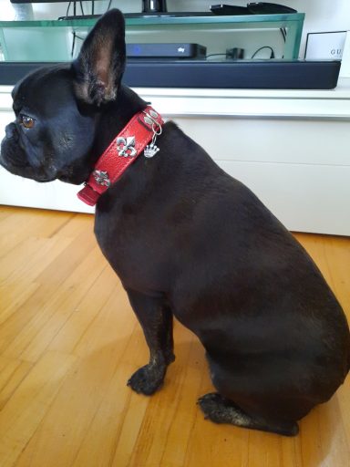 Hundehalsband Frenchie rot