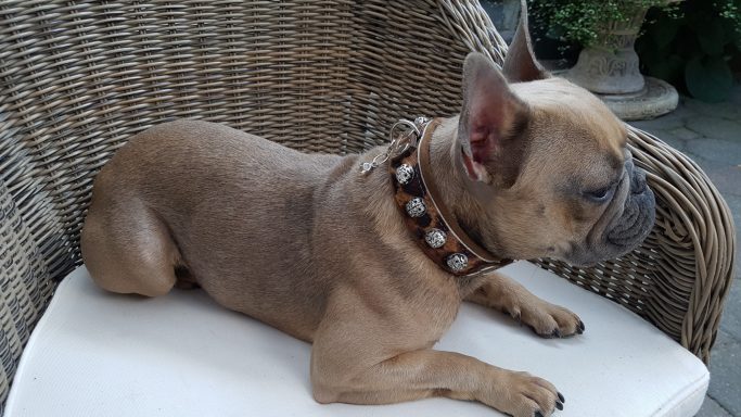 Halsband für Französische Bulldogge 