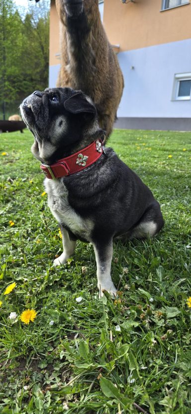 Mops Paula mit Hundehalsband Rot