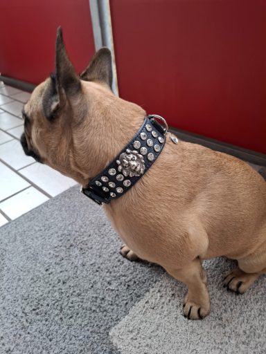 Kleine, hellbraune Hündin mit Nietenhalsband, sitzt auf einer Treppe.