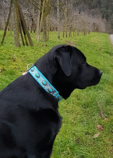Hundehalsband für Labrador