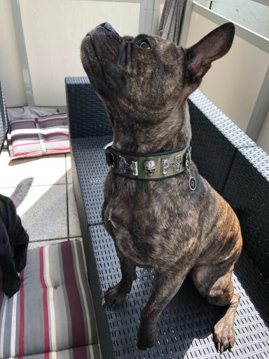Bully mit Camouflage Hundehalsband