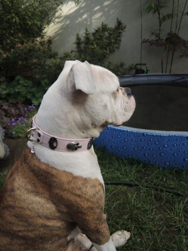 OEB mit rosa Hundehalsband mit Totenköpfen